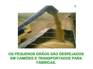 OS PEQUENOS GRÃOS SÃO DESPEJADOS
EM CAMIÕES E TRANSPORTADOS PARA
FÁBRICAS.
 