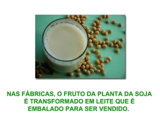 NAS FÁBRICAS, O FRUTO DA PLANTA DA SOJA
É TRANSFORMADO EM LEITE QUE É
EMBALADO PARA SER VENDIDO.
 