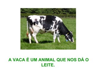 A VACA É UM ANIMAL QUE NOS DÁ O
LEITE.
 