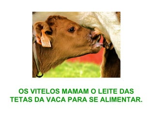 OS VITELOS MAMAM O LEITE DAS
TETAS DA VACA PARA SE ALIMENTAR.
 