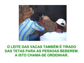 O LEITE DAS VACAS TAMBÉM É TIRADO
DAS TETAS PARA AS PESSOAS BEBEREM.
A ISTO CHAMA-SE ORDENHAR.
 