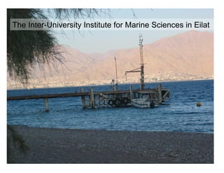 The Inter-University Institute for Marine Sciences in Eilat




                                                       21
 