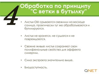 Обработка по принципу
"С ветки в бутылку"
4 • Листья Olé срываются свежими на восходе
солнца, практически тут же обрабатываются и
бутилируются.
• Листья не хранятся, не сушатся и не
повреждаются.
• Свежие живые листья сохраняют свои
полифенольные свойства для эффекта
синергии.
• Сила экстракта значительно выше.
• Биодоступность.
 