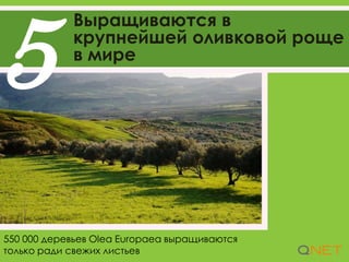 Выращиваются в
крупнейшей оливковой роще
в мире
5
550 000 деревьев Olea Europaea выращиваются
только ради свежих листьев
 
