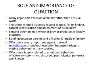 The Importance Of The Olfactory System In Human Well-being,, 57% OFF