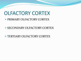 OLFACTORY CORTEX
 PRIMARY OLFACTORY CORTEX
 SECONDARY OLFACTORY CORTEX
 TERTIARY OLFACTORY CORTEX
 