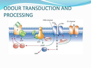 ODOUR TRANSDUCTION AND
PROCESSING
 