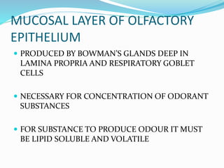 MUCOSAL LAYER OF OLFACTORY
EPITHELIUM
 PRODUCED BY BOWMAN’S GLANDS DEEP IN
LAMINA PROPRIA AND RESPIRATORY GOBLET
CELLS
 NECESSARY FOR CONCENTRATION OF ODORANT
SUBSTANCES
 FOR SUBSTANCE TO PRODUCE ODOUR IT MUST
BE LIPID SOLUBLE AND VOLATILE
 