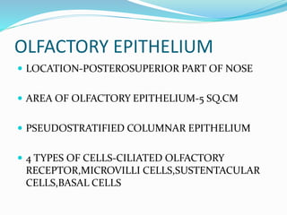 OLFACTORY EPITHELIUM
 LOCATION-POSTEROSUPERIOR PART OF NOSE
 AREA OF OLFACTORY EPITHELIUM-5 SQ.CM
 PSEUDOSTRATIFIED COLUMNAR EPITHELIUM
 4 TYPES OF CELLS-CILIATED OLFACTORY
RECEPTOR,MICROVILLI CELLS,SUSTENTACULAR
CELLS,BASAL CELLS
 