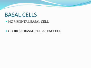 BASAL CELLS
 HORIZONTAL BASAL CELL
 GLOBOSE BASAL CELL-STEM CELL
 