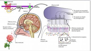 Human Physiology: Olfactory and gustatory | PDF