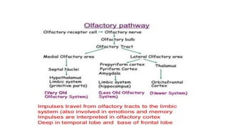 Human Physiology: Olfactory and gustatory | PDF