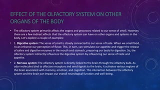 Human Physiology: Olfactory and gustatory | PDF