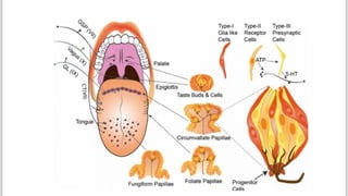 Human Physiology: Olfactory and gustatory | PDF