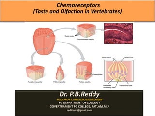Chemoreceptors
(Taste and Olfaction in Vertebrates)
Dr. P.B.Reddy
M.Sc,M.Phil,Ph.D, FIMRF,FICER,FSLSc,FISZS,FISQEM
PG DEPARTMENT OF ZOOLOGY
GOVERTNAMENT PG COLLEGE, RATLAM.M.P
reddysirr@gmail.com
 
