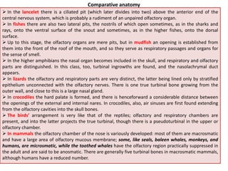 Olfactory and gustatory receptors | PPTX