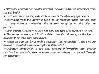 Olfactory and gustatory receptors | PPTX