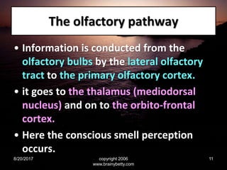 The olfactory pathway
• Information is conducted from the
olfactory bulbs by the lateral olfactory
tract to the primary olfactory cortex.
• it goes to the thalamus (mediodorsal
nucleus) and on to the orbito-frontal
cortex.
• Here the conscious smell perception
occurs.
8/20/2017 copyright 2006
www.brainybetty.com
11
 
