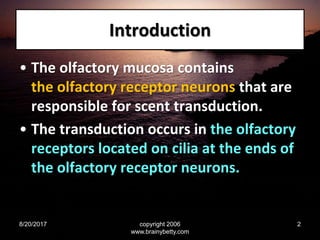 Introduction
• The olfactory mucosa contains
the olfactory receptor neurons that are
responsible for scent transduction.
• The transduction occurs in the olfactory
receptors located on cilia at the ends of
the olfactory receptor neurons.
8/20/2017 copyright 2006
www.brainybetty.com
2
 