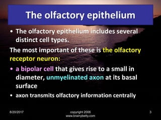 The olfactory epithelium
• The olfactory epithelium includes several
distinct cell types.
The most important of these is the olfactory
receptor neuron:
• a bipolar cell that gives rise to a small in
diameter, unmyelinated axon at its basal
surface
• axon transmits olfactory information centrally
8/20/2017 copyright 2006
www.brainybetty.com
3
 