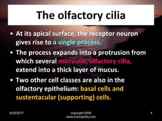 The olfactory cilia
• At its apical surface, the receptor neuron
gives rise to a single process.
• The process expands into a protrusion from
which several microvilli, olfactory cilia,
extend into a thick layer of mucus.
• Two other cell classes are also in the
olfactory epithelium: basal cells and
sustentacular (supporting) cells.
8/20/2017 copyright 2006
www.brainybetty.com
4
 