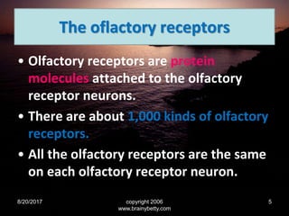The oflactory receptors
• Olfactory receptors are protein
molecules attached to the olfactory
receptor neurons.
• There are about 1,000 kinds of olfactory
receptors.
• All the olfactory receptors are the same
on each olfactory receptor neuron.
8/20/2017 copyright 2006
www.brainybetty.com
5
 
