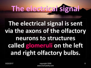 The electrical signal
The electrical signal is sent
via the axons of the olfactory
neurons to structures
called glomeruli on the left
and right olfactory bulbs.
8/20/2017 copyright 2006
www.brainybetty.com
9
 