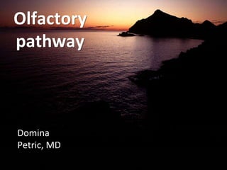 Olfactory
pathway
Domina
Petric, MD
 
