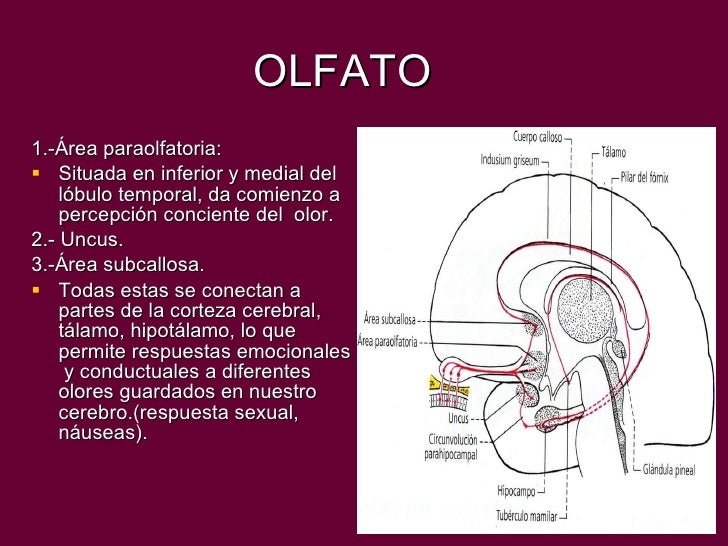 Olfato