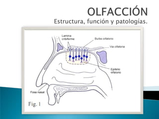 OLFACCIÓN Estructura, función y patologías. 