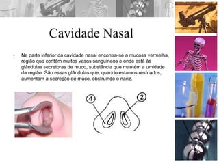 Cavidade Nasal
• Na parte inferior da cavidade nasal encontra-se a mucosa vermelha,
região que contém muitos vasos sanguíneos e onde está às
glândulas secretoras de muco, substância que mantém a umidade
da região. São essas glândulas que, quando estamos resfriados,
aumentam a secreção de muco, obstruindo o nariz.
 