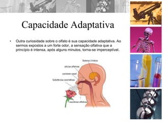 Capacidade Adaptativa
• Outra curiosidade sobre o olfato é sua capacidade adaptativa. Ao
sermos expostos a um forte odor, a sensação olfativa que a
princípio é intensa, após alguns minutos, torna-se imperceptível.
 