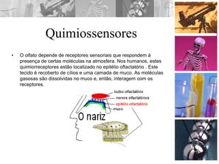 Quimiossensores
• O olfato depende de receptores sensoriais que respondem à
presença de certas moléculas na atmosfera. Nos humanos, estes
quimiorreceptores estão localizado no epitélio oftactatório . Este
tecido é recoberto de cílios e uma camada de muco. As moléculas
gasosas são dissolvidas no muco e, então, interagem com os
receptores.
 