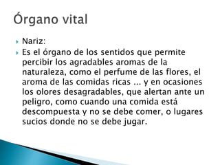  Nariz:
 Es el órgano de los sentidos que permite
percibir los agradables aromas de la
naturaleza, como el perfume de las flores, el
aroma de las comidas ricas ... y en ocasiones
los olores desagradables, que alertan ante un
peligro, como cuando una comida está
descompuesta y no se debe comer, o lugares
sucios donde no se debe jugar.
 