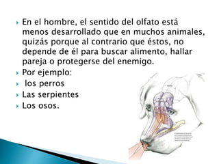  En el hombre, el sentido del olfato está
menos desarrollado que en muchos animales,
quizás porque al contrario que éstos, no
depende de él para buscar alimento, hallar
pareja o protegerse del enemigo.
 Por ejemplo:
 los perros
 Las serpientes
 Los osos.
 