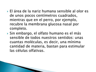  El área de la nariz humana sensible al olor es
de unos pocos centímetros cuadrados,
mientras que en el perro, por ejemplo,
recubre la membrana glucosa nasal por
completo.
 Sin embargo, el olfato humano es el más
sensible de todos nuestros sentidos: unas
cuantas moléculas, es decir, una mínima
cantidad de materia, bastan para estimular
las células olfativas.
 