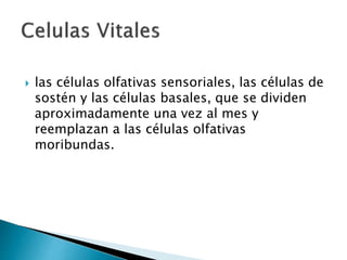  las células olfativas sensoriales, las células de
sostén y las células basales, que se dividen
aproximadamente una vez al mes y
reemplazan a las células olfativas
moribundas.
 