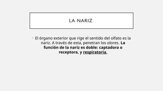 LA NARIZ
• El órgano exterior que rige el sentido del olfato es la
nariz. A través de esta, penetran los olores. La
función de la nariz es doble: captadora o
receptora, y respiratoria.
 