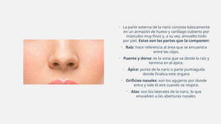 • La parte externa de la nariz consiste básicamente
en un armazón de hueso y cartílago cubierto por
músculos muy finos y, a su vez, envuelto todo
por piel. Estas son las partes que la componen:
• Raíz: hace referencia al área que se encuentra
entre las cejas.
• Puente y dorso: es la zona que va desde la raíz y
termina en el ápice.
• Ápice: punta de la nariz o parte puntiaguda
donde finaliza este órgano
• Orificios nasales: son los agujeros por donde
entra y sale el aire cuando se respira.
• Alas: son los laterales de la nariz, lo que
envuelven a las aberturas nasales.
 