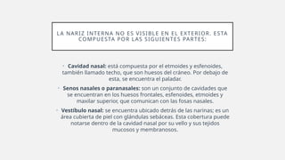LA NARIZ INTERNA NO ES VISIBLE EN EL EXTERIOR. ESTA
COMPUESTA POR LAS SIGUIENTES PARTES:
• Cavidad nasal: está compuesta por el etmoides y esfenoides,
también llamado techo, que son huesos del cráneo. Por debajo de
esta, se encuentra el paladar.
• Senos nasales o paranasales: son un conjunto de cavidades que
se encuentran en los huesos frontales, esfenoides, etmoides y
maxilar superior, que comunican con las fosas nasales.
• Vestíbulo nasal: se encuentra ubicado detrás de las narinas; es un
área cubierta de piel con glándulas sebáceas. Esta cobertura puede
notarse dentro de la cavidad nasal por su vello y sus tejidos
mucosos y membranosos.
 