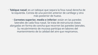 • Tabique nasal: es un tabique que separa la fosa nasal derecha de
la izquierda. Consta de una porción anterior de cartílago y otra
más posterior de hueso.
• Cornetes superior, medio e inferior: están en las paredes
laterales de cada fosa nasal. Se trata de estructuras óseas
alargadas en forma de concha que recorren las paredes laterales.
Su recubrimiento de mucosa participa en labores del
mantenimiento de la calidad del aire que respiramos.
 