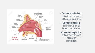• Cornete inferior:
está insertado en
el hueso palatino.
• Cornete medio:
se inserta en el
hueso etmoides.
• Cornete superior:
está insertado en
el hueso
etmoides.
 