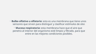 • Bulbo olfativo u olfatorio: esta es una membrana que tiene unos
sensores que sirven para distinguir y clasificar estímulos de olor.
• Mucosa respiratoria: esta membrana hace que el aire que
penetra al interior del organismo esté limpio y filtrado, para que
entre en las mejores condiciones posibles.
 