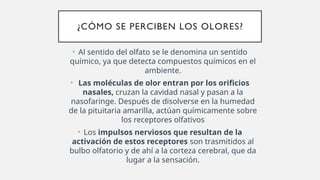 ¿CÓMO SE PERCIBEN LOS OLORES?
• Al sentido del olfato se le denomina un sentido
químico, ya que detecta compuestos químicos en el
ambiente.
• Las moléculas de olor entran por los orificios
nasales, cruzan la cavidad nasal y pasan a la
nasofaringe. Después de disolverse en la humedad
de la pituitaria amarilla, actúan químicamente sobre
los receptores olfativos
• Los impulsos nerviosos que resultan de la
activación de estos receptores son trasmitidos al
bulbo olfatorio y de ahí a la corteza cerebral, que da
lugar a la sensación.
 