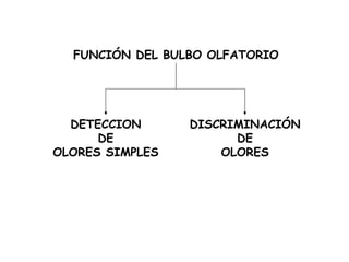 FUNCIÓN DEL BULBO OLFATORIO DETECCION DE OLORES SIMPLES DISCRIMINACIÓN DE OLORES 