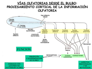 VÍAS OLFATORIAS DESDE EL BULBO : PROCESAMIENTO CORTICAL DE LA INFORMACIÓN OLFATORIA PERCEPCIÓN Y DISCRIMINACIÓN DE OLORES ASPECTOS EMOCIONALES Y DE MOTIVACIÓN FUNCION ANIMALES CON LESIONES NO DISTINGUEN OLORES 