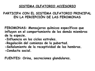 SISTEMA OLFATORIO ACCESORIO PARTICIPA CON EL SISTEMA OLFATORIO PRINCIPAL EN LA PERCEPCIÓN DE LAS FEROMONAS FEROMONAS: Mensajeros químicos específicos que influyen en el comportamiento de los demás miembros de la especie. -Influencia en los ciclos estrales. -Regulación del comienzo de la pubertad. -Señalamiento de la receptividad de las hembras. -Conducta social. FUENTES: Orina, secreciones glandulares. 
