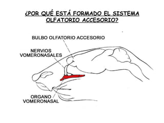 ¿POR QUÉ ESTÁ FORMADO EL SISTEMA OLFATORIO ACCESORIO? 