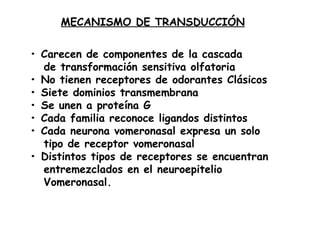 MECANISMO DE TRANSDUCCIÓN •  Carecen de componentes de la cascada de transformación sensitiva olfatoria •  No tienen receptores de odorantes Clásicos •  Siete dominios transmembrana •  Se unen a proteína G •  Cada familia reconoce ligandos distintos •  Cada neurona vomeronasal expresa un solo tipo de receptor vomeronasal •  Distintos tipos de receptores se encuentran entremezclados en el neuroepitelio Vomeronasal. 