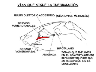 VÍAS QUE SIGUE LA INFORMACIÓN (NEURONAS MITRALES) ZONAS QUE INFLUYEN EN EL COMPORTAMIENTO REPRODUCTOR PERO QUE SU PERCEPCIÓN NO ES CONSCIENTE 